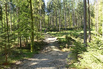 Hennhofen: Biotopweg Süd durch den Weisinger Forst
