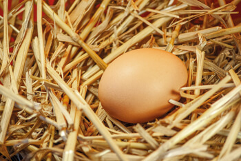 Hahn und Henne liefern Eier und Fleisch