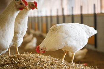 Hahn und Henne liefern Eier und Fleisch